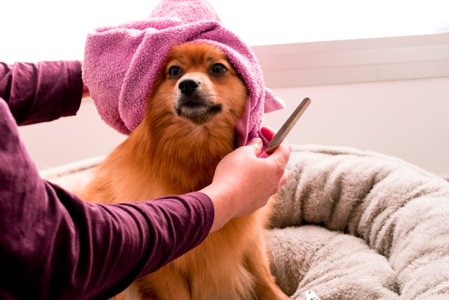 chien-en-cours-de-toilettage