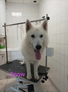 chien-toilette-snow