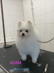 chien-toilette-adam