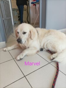 chien-toilette-labrador-marvel