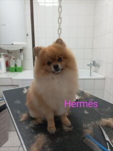 chien-toilette-hermes