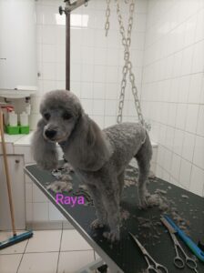 chien-toilette-caniche-raya