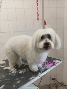 chien-toilette-blanc-de-coton-lilou