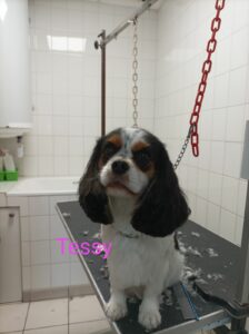 chien-toilettage-tissy