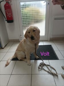 chien-toilettage-volt