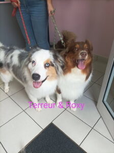 chien-toilette-terreur-roxy