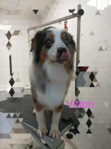 chien-toilette-vitton