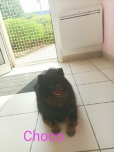chien-toilette-choco
