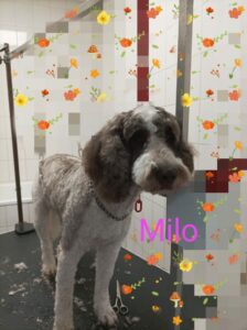 chien-toilette-milo