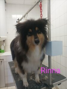 chien-toilette-rinna