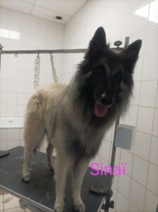 chien-toilette-sinai