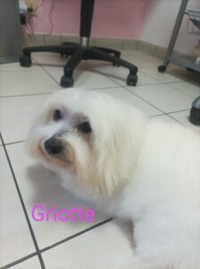 chien-toilette-griotte